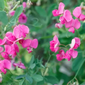 Lathyrus tuberosus – Knollen-Platterbse