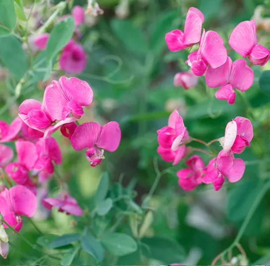 Lathyrus tuberosus – Knollen-Platterbse
