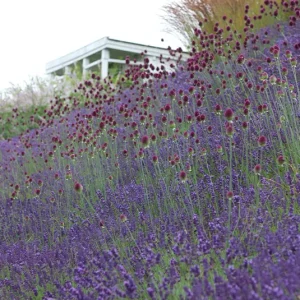 Lavendel angustifolia ´Hidcote Blue`