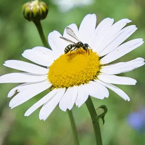 Leucanthemum vulgare – Große Wiesenmargerite