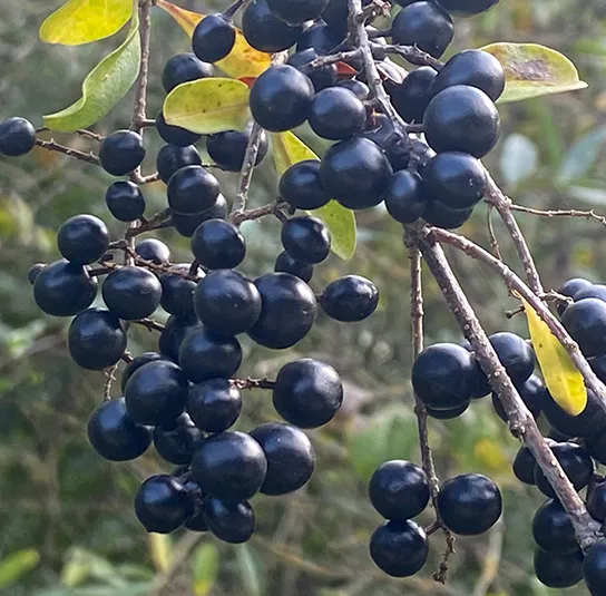 Ligustrum vulgare – Heimischer Liguster – Bild 3