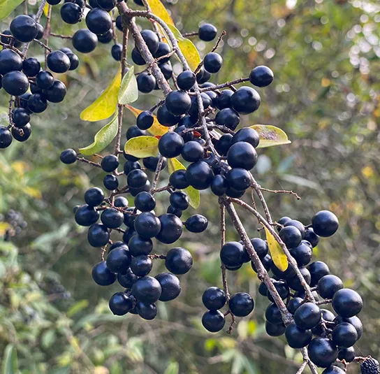Ligustrum vulgare – Heimischer Liguster – Bild 4