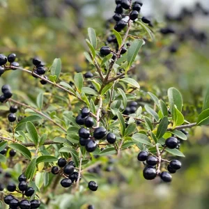 Ligustrum vulgare – Heimischer Liguster
