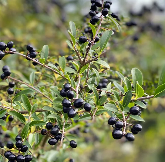 Ligustrum vulgare – Heimischer Liguster – Bild 2