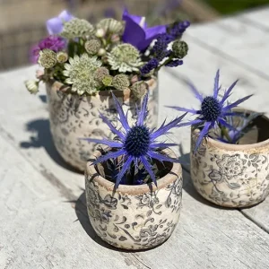 Lieblingstopf Myosotis