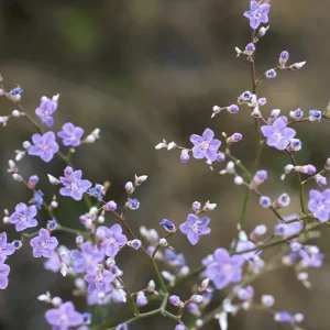 Strandflieder (Limonium latifolium) Saatgut