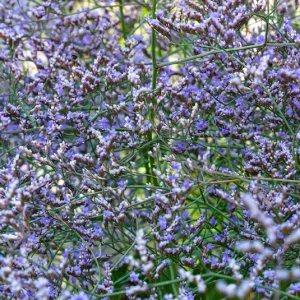 Bund Limonium blau/lila