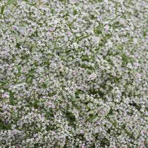 Limonium tataricum – Weißer Strandflieder, Tatarenschleier
