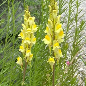 Echtes Leinkraut (Linaria vulgaris) Saatgut