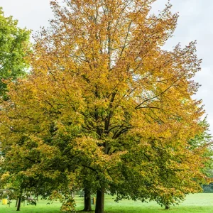 Tilia cordata – Winterlinde