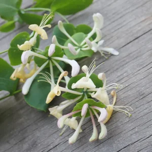 Lonicera caprifolium – Echtes Geißblatt