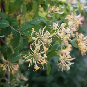 Lonicera periclymenum – Wald-Duft Liane