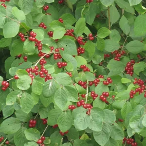 Lonicera xylosteum – Rote Heckenkirsche – zwei Größen