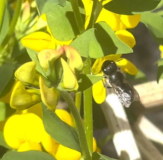 Lotus corniculatus – Gewöhnlicher Hornklee – Bild 4