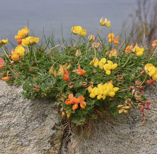 Lotus corniculatus – Gewöhnlicher Hornklee
