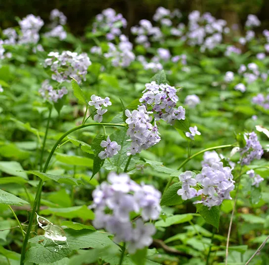 Lunaria rediviva – Ausdauerndes Silberblatt – Bild 5