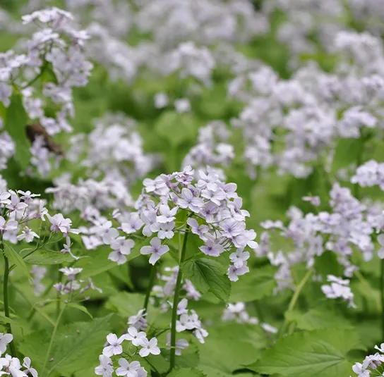 Lunaria rediviva – Ausdauerndes Silberblatt