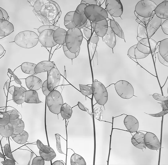 Lunaria rediviva – Ausdauerndes Silberblatt – Bild 4