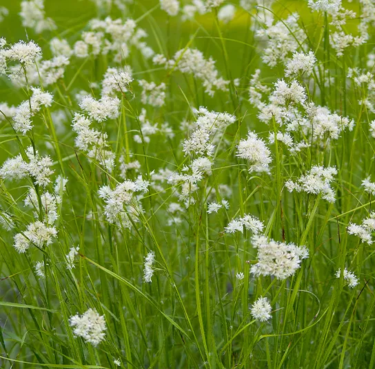 Luzula nivea – Schnee-Marbel – Bild 3