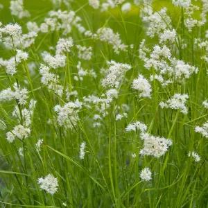 Luzula nivea – Schnee-Marbel