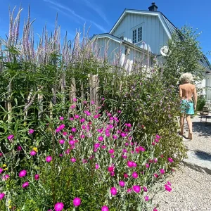 Lychnis coronaria – Kronen – Lichtnelke