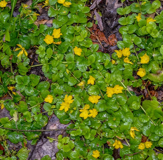 Lysimachia nummularia – Pfennigkraut – Bild 4