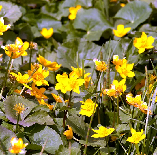 Lysimachia nummularia – Pfennigkraut – Bild 5