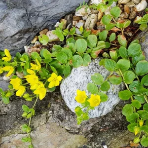 Lysimachia nummularia – Pfennigkraut
