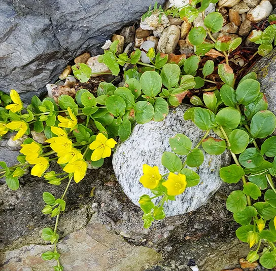 Lysimachia nummularia – Pfennigkraut