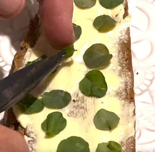 Lysimachia nummularia – Pfennigkraut – Bild 6