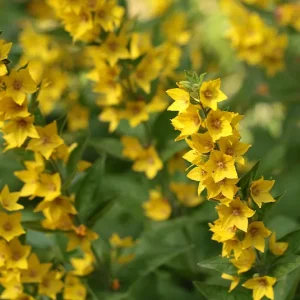 Lysimachia punctata – Punktierter Gilbweiderich