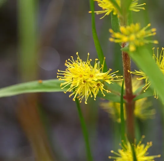 Lysimachia thyrsiflora – Strauss-Felberich