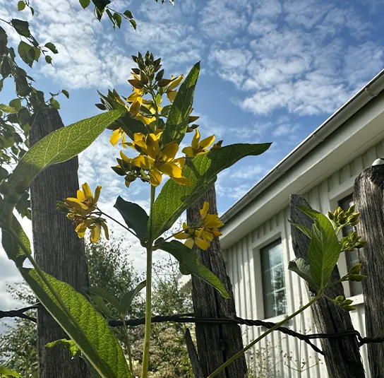 Lysimachia vulgaris – Gewöhnlicher Gilbweiderich – Bild 7