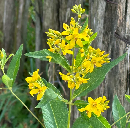 Lysimachia vulgaris – Gewöhnlicher Gilbweiderich – Bild 3
