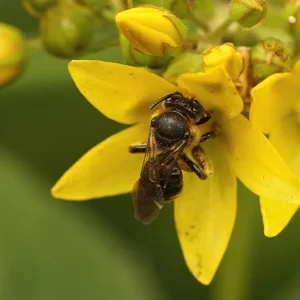 Lysimachia vulgaris – Gewöhnlicher Gilbweiderich