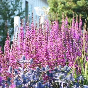 Lythrum virgatum ´Dropmore Purple` – Garten – Rutenweiderich