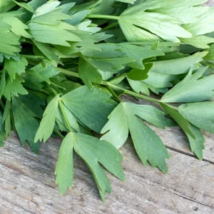 Levisticum officinale – Maggiekraut, Liebstöckel