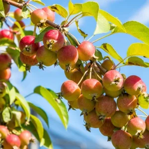 Malus sylvestris – Heimischer Wildapfel