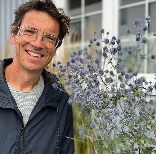 Eryngium planum – Mannstreu – Bild 3