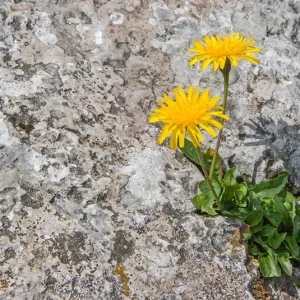 Hieracium pilosella – Kleines Mausohrhabichtskraut