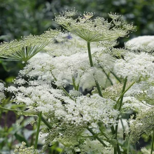 Peucedanum ostruthium – Meisterwurz, Haarstrang, Kaiserwurz