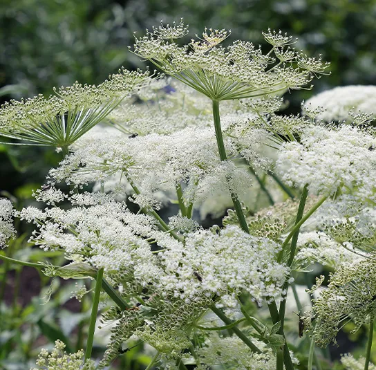 Peucedanum ostruthium – Meisterwurz, Haarstrang, Kaiserwurz