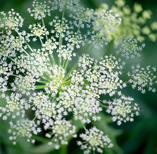 Peucedanum ostruthium – Meisterwurz, Haarstrang, Kaiserwurz – Bild 5