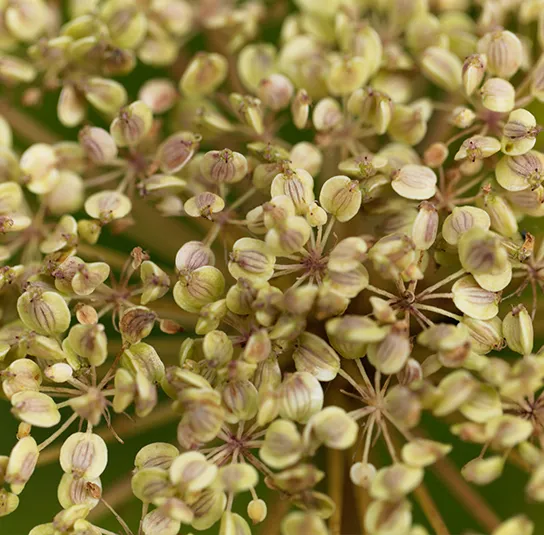 Peucedanum ostruthium – Meisterwurz, Haarstrang, Kaiserwurz – Bild 4