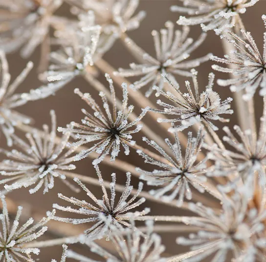 Peucedanum ostruthium – Meisterwurz, Haarstrang, Kaiserwurz – Bild 3