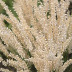 Melica ciliata – Perlgras