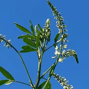 Weißer Steinklee (Melilotus albus) Saatgut