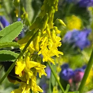 Gelber Steinklee (Melilotus officinalis) Saatgut