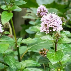 Mentha piperita – Pfefferminze