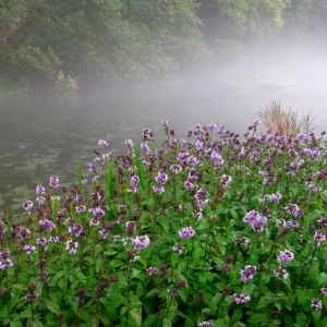 Mentha aquatica – Wasserminze